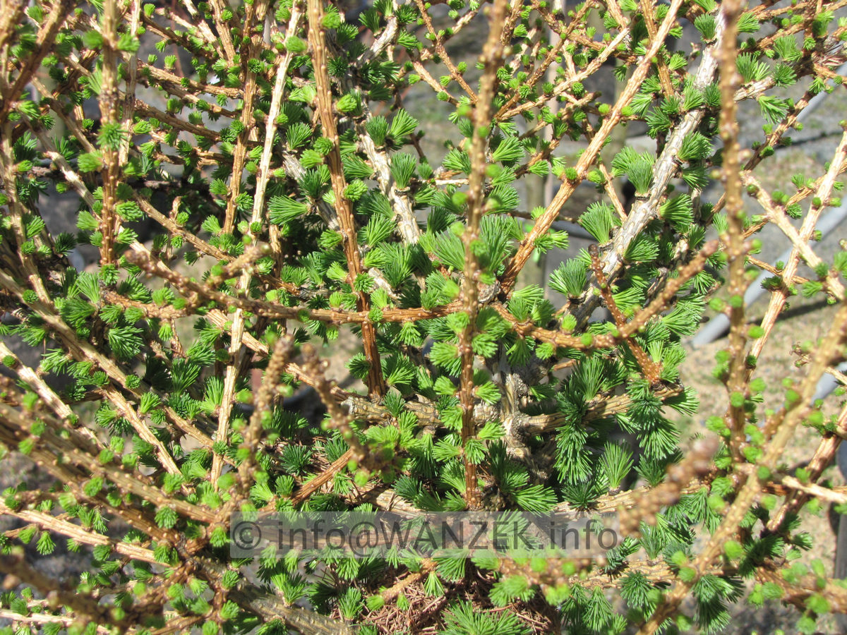 Larix decidua Globus 01.JPG